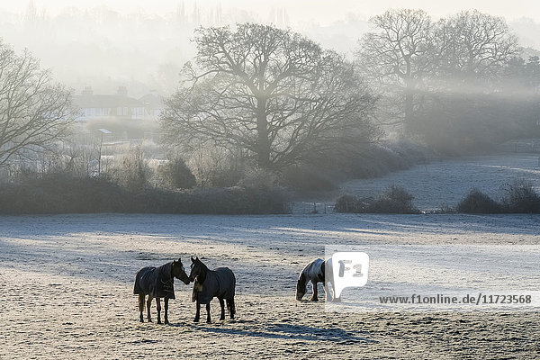 Pferde grasen auf einem schneebedeckten Feld im Nebel bei Sonnenaufgang im Winter; Surrey  England'.
