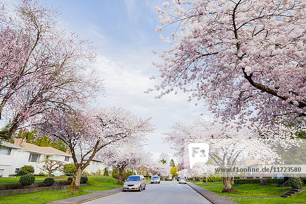Jedes Frühjahr stehen die Zierkirschbäume in voller Blüte und sehen in vielen Vorortstraßen von Burnaby und Vancouver sehr hübsch aus; Burnaby  British Columbia  Kanada'.