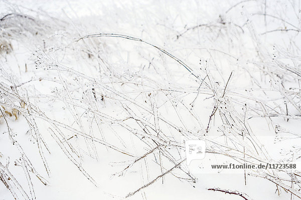 Grasses and plants covered with ice and snow in winter