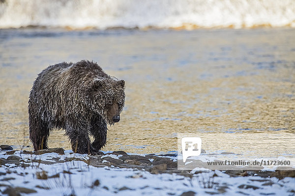 Grizzlybär (ursus arctos horribilis) beim Fischen und auf der Suche nach Fischen im Ni'iinlii Njik (Fishing Branch) Territorial Park; Yukon  Kanada'.