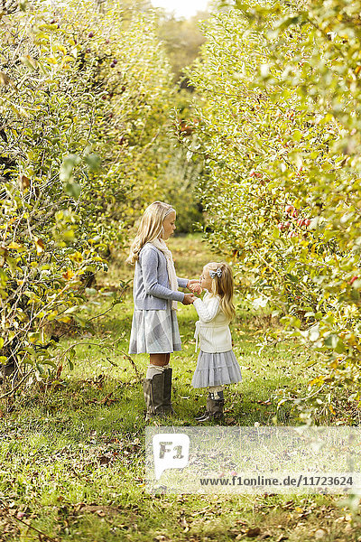 'Two young girls standing facing one another and holding hands while standing among rows of trees; Washington  United States of America'