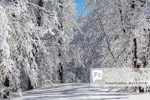 Schneebedeckte Bäume mit einem kleinen Hauch von blauem Himmel; Shefford  Quebec  Kanada'.