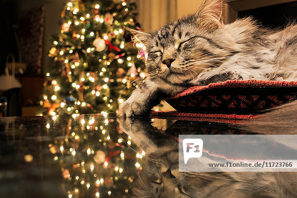 Maine Coon-Katze schläft in einem Korb und spiegelt sich in den Lichtern des Weihnachtsbaums auf der Küchenzeile aus Granit; Anchorage, Alaska, Vereinigte Staaten von Amerika'.