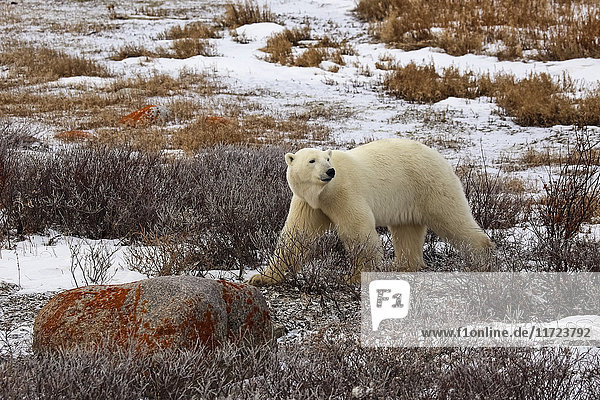 Eisbär (ursus maritimus)  Wapusk National Park; Manitoba  Kanada'.