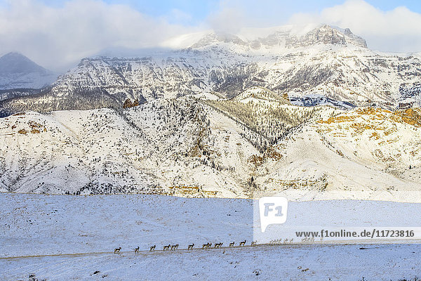 Line of Pronghorn Antelope (Antilocapra americana) crossing snow-covered meadow with rugged mountains in background  Shoshone National Forest; Wyoming  United States of America'.