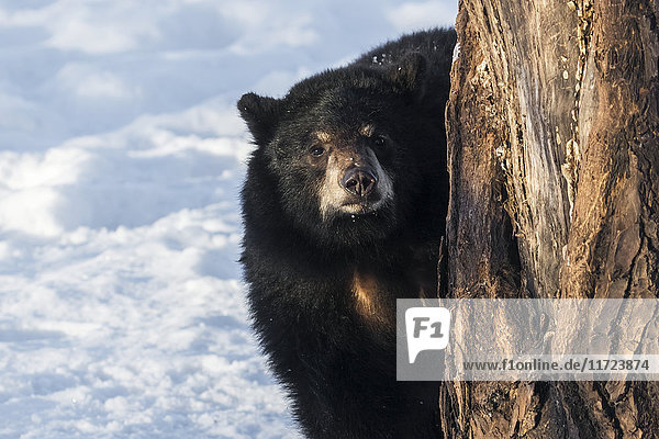 Black bear cub (ursus americanus) peeking out from behind a tree at the photographer captive at Alaska Wildlife Conservation Center South-central Alaska United States of America