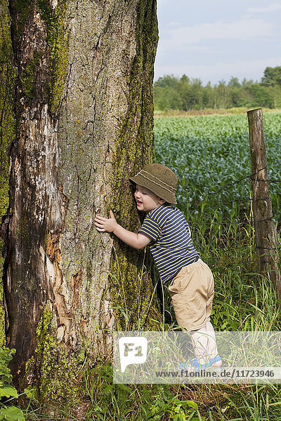 Junger Junge  der einen Ahornbaum umarmt; Farnham  Quebec  Kanada