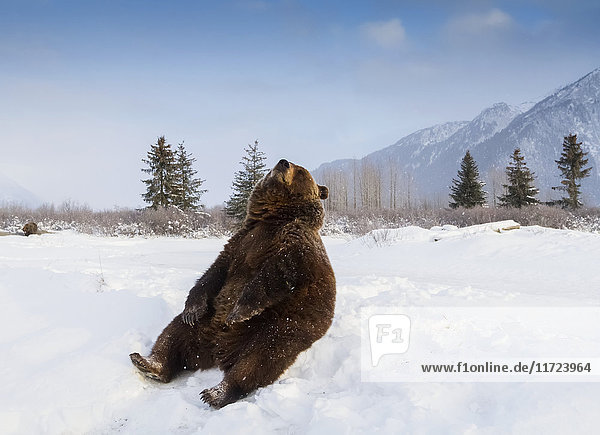 Grizzlybär (ursus arctos horribilis) sitzend im Schnee  in Gefangenschaft im Alaska Wildlife Conservation Center; Portage  Alaska  Vereinigte Staaten von Amerika'.