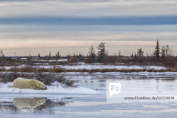 'Polar bear (ursus maritimus) laying alongside a thawing pond waiting for Hudson Bay to freeze over; Churchill Manitoba Canada'