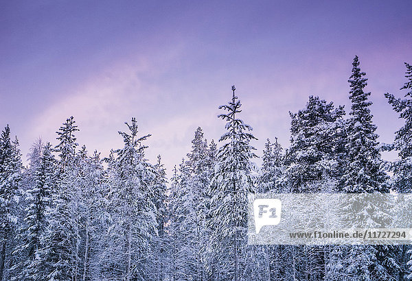 Hohe  schneebedeckte Waldbäume gegen violetten Winterhimmel  Lappland  Finnland