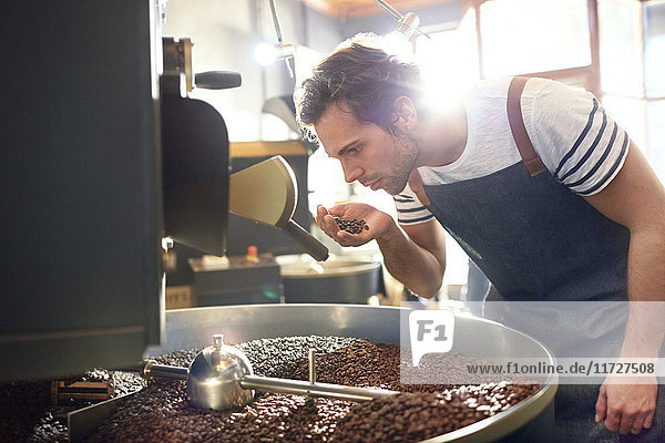 Male coffee roaster smelling coffee beans at roaster