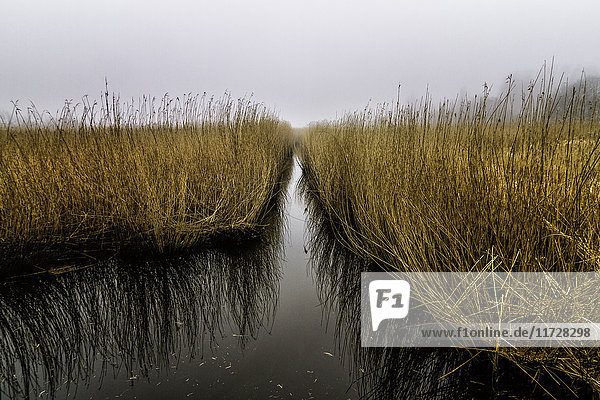 Ruhiges Gras im Wasser,  Avnoe,  Dänemark