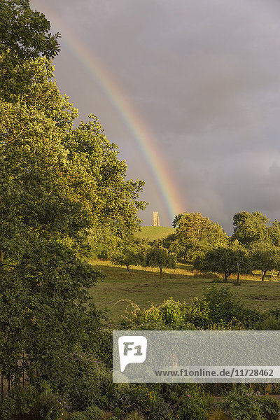 Rainbow behind lush green trees in countryside