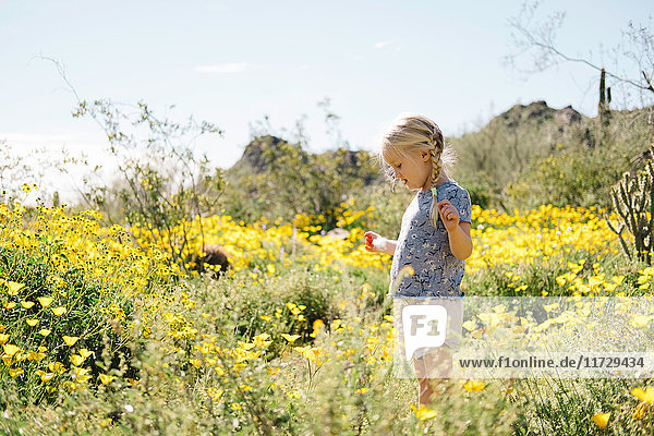 Mädchen in einer Wildblumenwiese  das Blumen betrachtet  Wadell  Arizona  USA