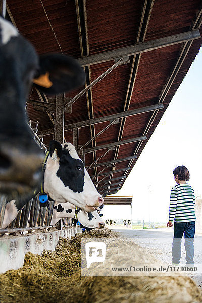 Boy watching feeding cows on organic dairy farm