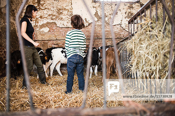 Bäuerin und Junge schauen sich Kälber auf dem Bio-Milchviehbetrieb an