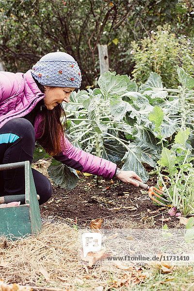 Frau benutzt kleine Gartengabel zum Ausgraben von Gemüse im Garten