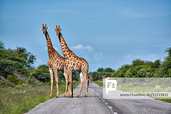 Angolanische Giraffen  Giraffa giraffa angolensis  Etosha Wildlife Park  Republik Namibia  Afrika