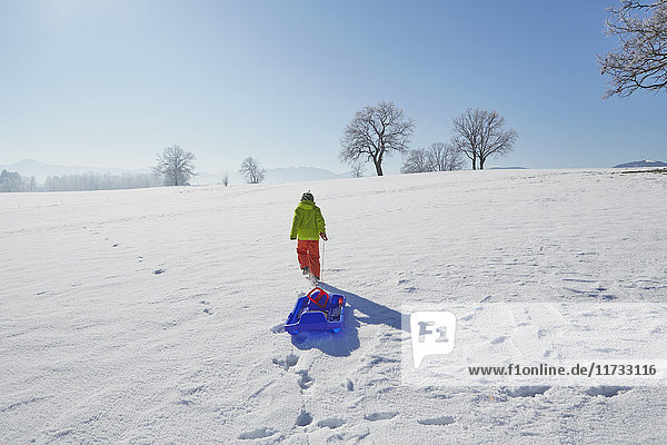 Young boy walking in snow  pulling sled behind him  rear view