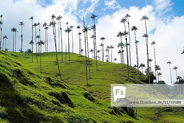Wax palm trees  The Corcora valley  part of the Los Nevados National Natural Park  near Salento  Colombia  South America.