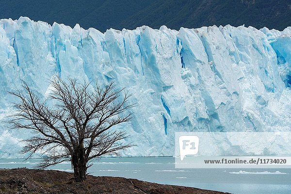 A tree in front of Perito Moreno Glacier in Los Glaciares National Park near El Calafate  Argentina.