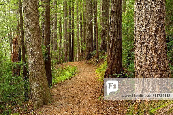 Oregon Redwoods Interpretive Trail  Siskiyou National Forest  Oregon.