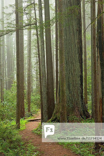 Oregon Redwoods Interpretive Trail  Siskiyou National Forest  Oregon.