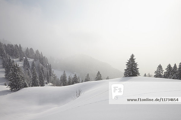 Erhöhte Ansicht von schneebedeckten Bäumen im Nebel  Brauneck  Lengries  Bayern  Deutschland