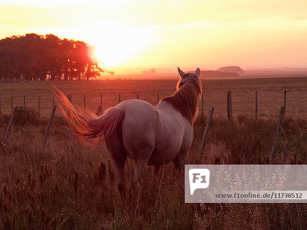 Criollo horse in field at sunset  Uruguay