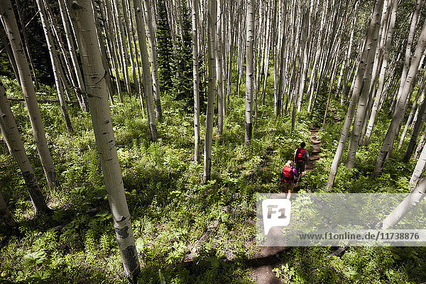 Paar wandert im Wald  Beaver Ponds trail in den West Elk Mountains  Crested Butte  Colorado  USA