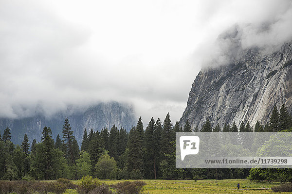 Blick auf Wald und neblige Berge  Yosemite National Park  Kalifornien  USA