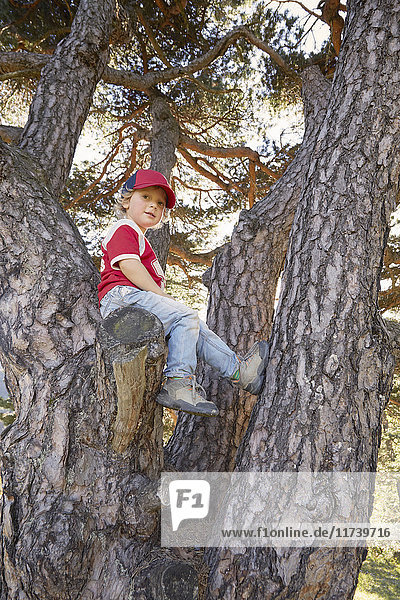 Porträt eines auf einem Baum sitzenden Jungen