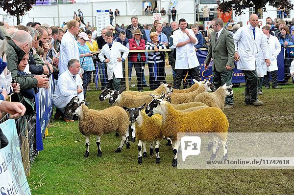 Judging the Scottish Mule classes at the Royal Highland show with a crowd of onlookers. (Photo by: Wayne Hutchinson/Farm Images/UIG)
