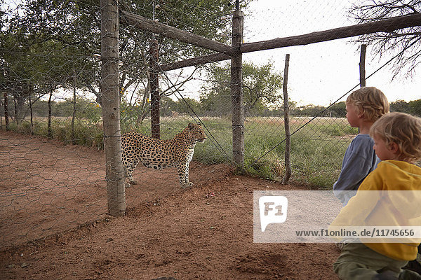 Boys looking at leopard  Harnas Wildlife Foundation  Namibia