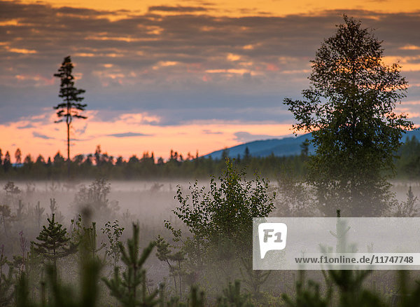 Nebel und Bäume bei Sonnenuntergang  Storforsen  Lappland  Schweden