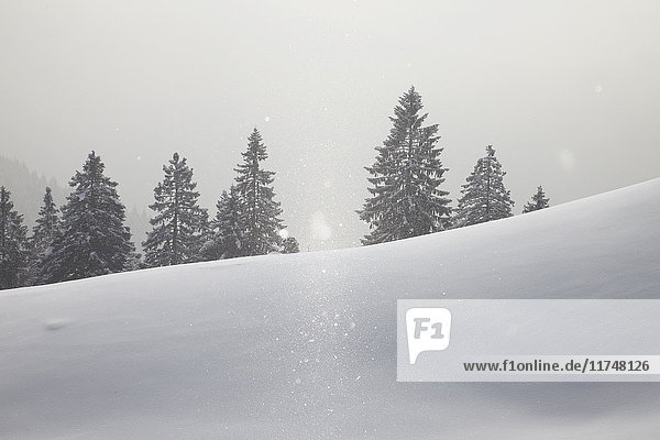 Blick auf schneebedeckte Bäume im Nebel  Brauneck  Lengries  Bayern  Deutschland