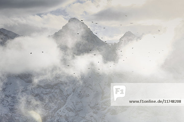 Vögel fliegen durch Wolken  Schilthorn  Murren  Berner Oberland  Schweiz