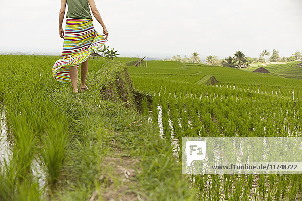Rückansicht einer Frau auf einem Spaziergang durch Reisfelder  Gobleg  Bali  Indonesien