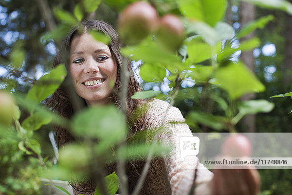 Junge Frau pflückt Äpfel im Garten
