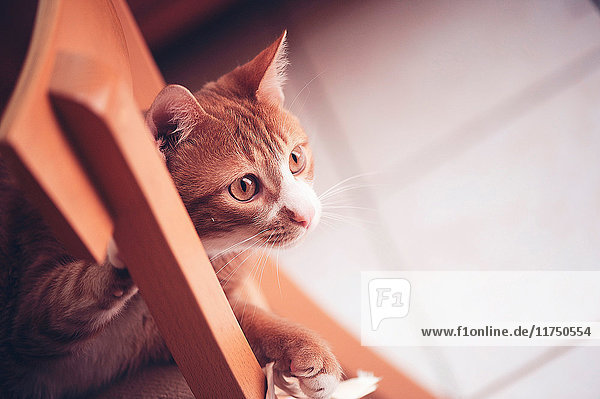Katze schaut durch Stuhl  Nahaufnahme