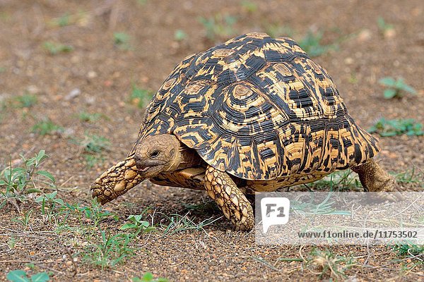 Leopard tortoise (Stigmochelys pardalis)  moving  Kruger National Park  South Africa  Africa.