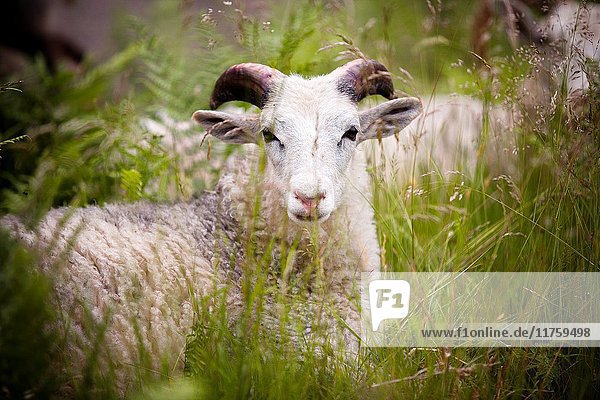 Sheep in meadow.