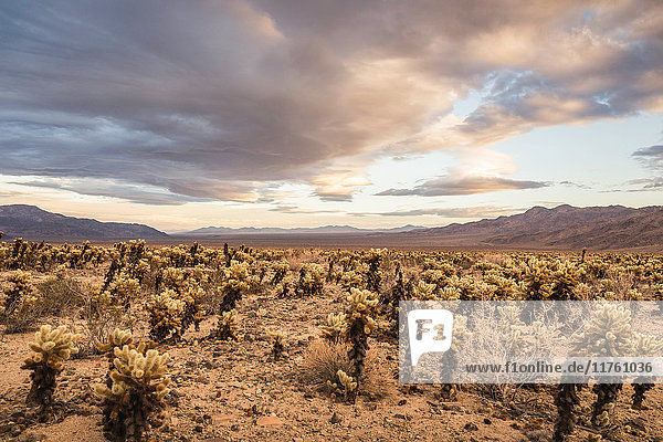 Landscape view with cacti in Joshua Tree National Park at dusk  California  USA