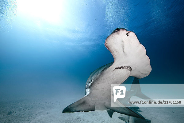Hammerhai  Unterwasser-Ansicht  Bimini  Bahamas