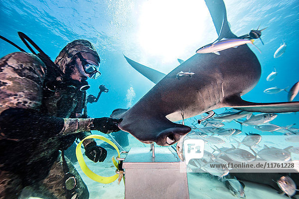 Taucher neben Hammerhai Unterwassersicht Bimini Bahamas