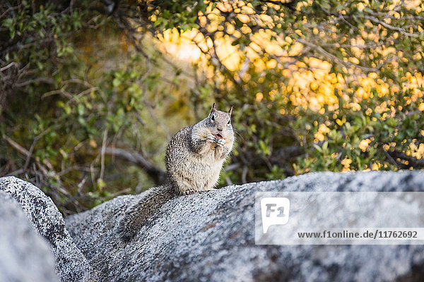 Porträt eines Eichhörnchens auf Fels  Yosemite National Park  Kalifornien  USA