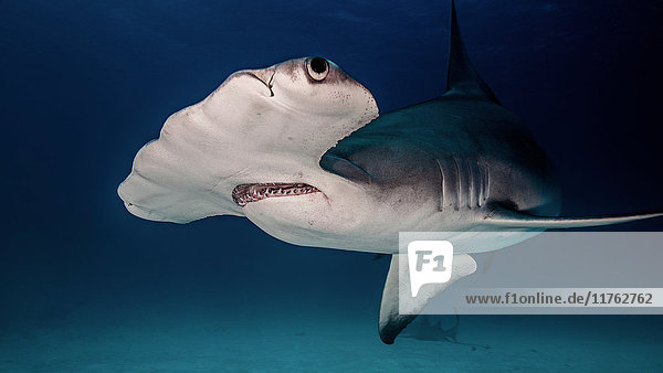 Hammerhai  Unterwasser-Ansicht  Bimini  Bahamas