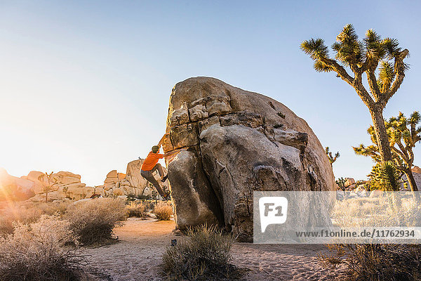 Male boulderer moving up boulder in Joshua Tree National Park at dusk California USA