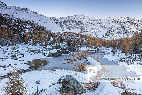 Red larches frame the frozen Lake Mufule Malenco Valley Province of Sondrio Valtellina Lombardy Italy Europe