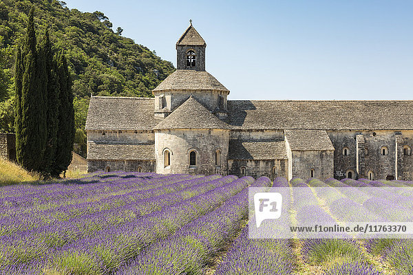 Lavendelpflanze vor der Abtei Senanque  Gordes  Vaucluse  Provence-Alpes-Cote d'Azur  Frankreich  Europa